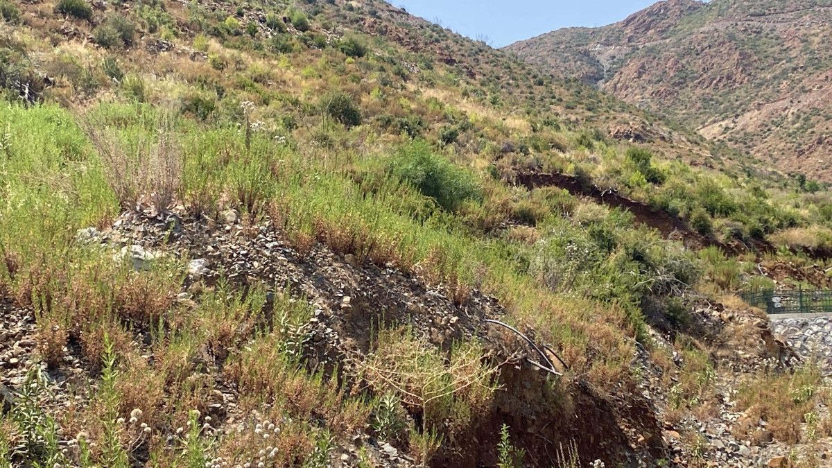 Muğla Marmaris'te yanan bölgeler yeniden yeşillendi
