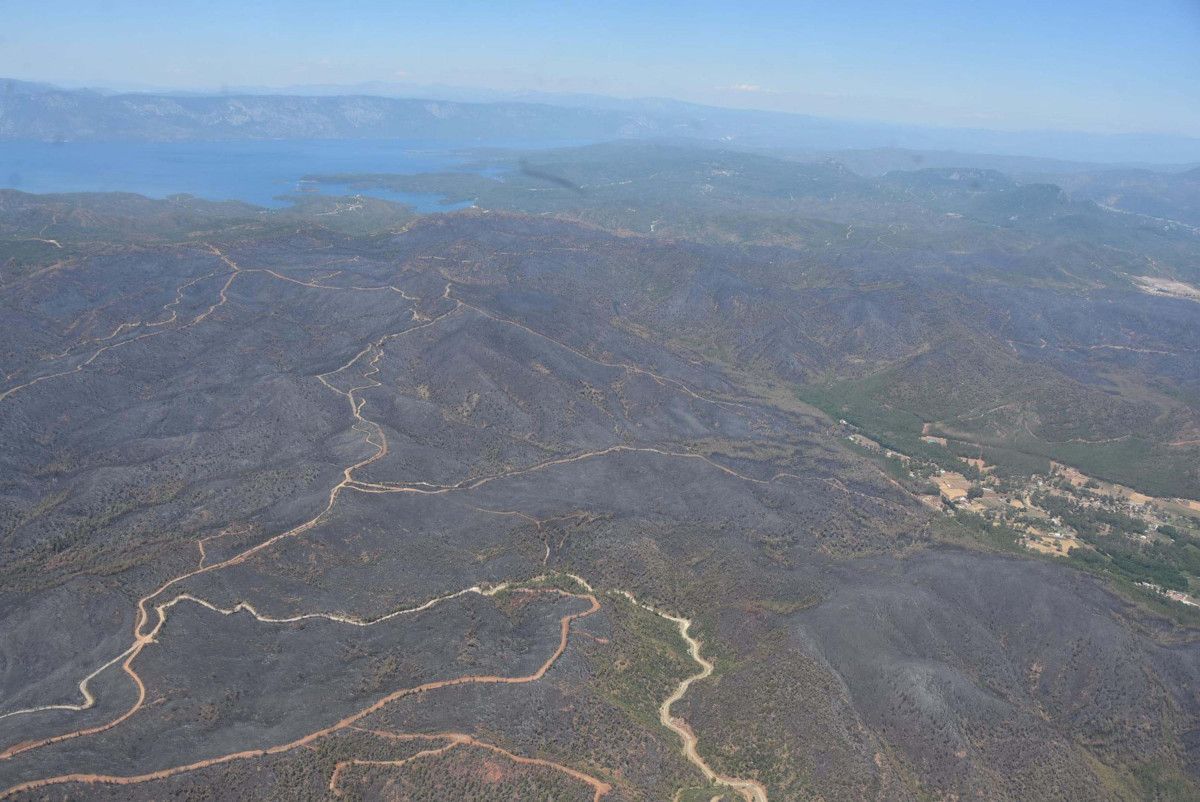 Muğla Marmaris'te yanan bölgeler yeniden yeşillendi