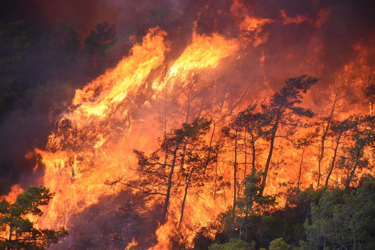 Muğla Marmaris'te yanan bölgeler yeniden yeşillendi