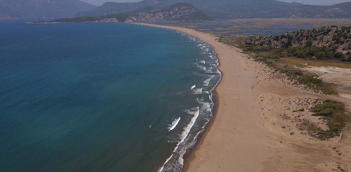 İztuzu’nda caretta caretta yuvaları arttı