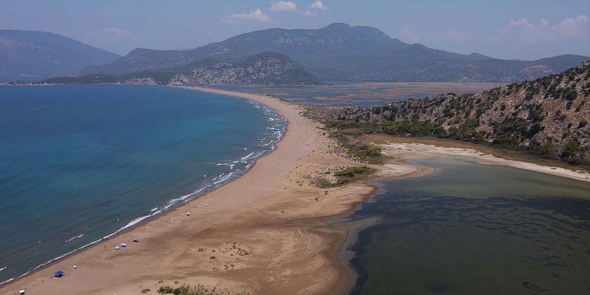 İztuzu’nda caretta caretta yuvaları arttı