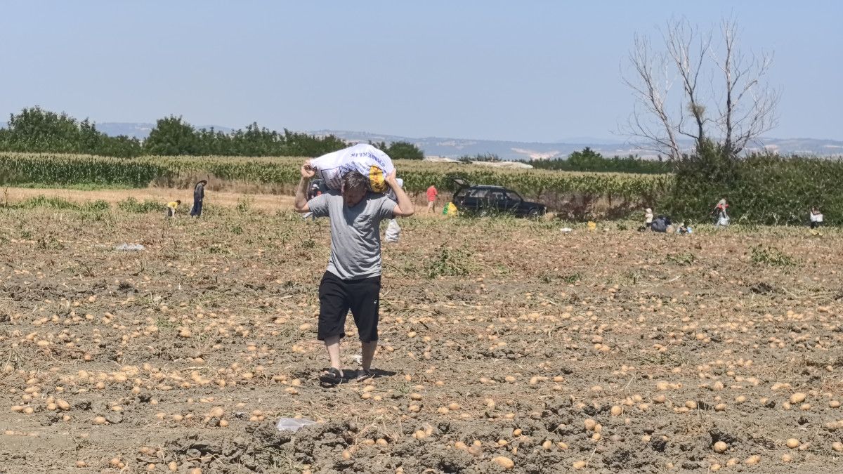 Bursa'da tarlasındaki patatesleri ücretsiz dağıttı