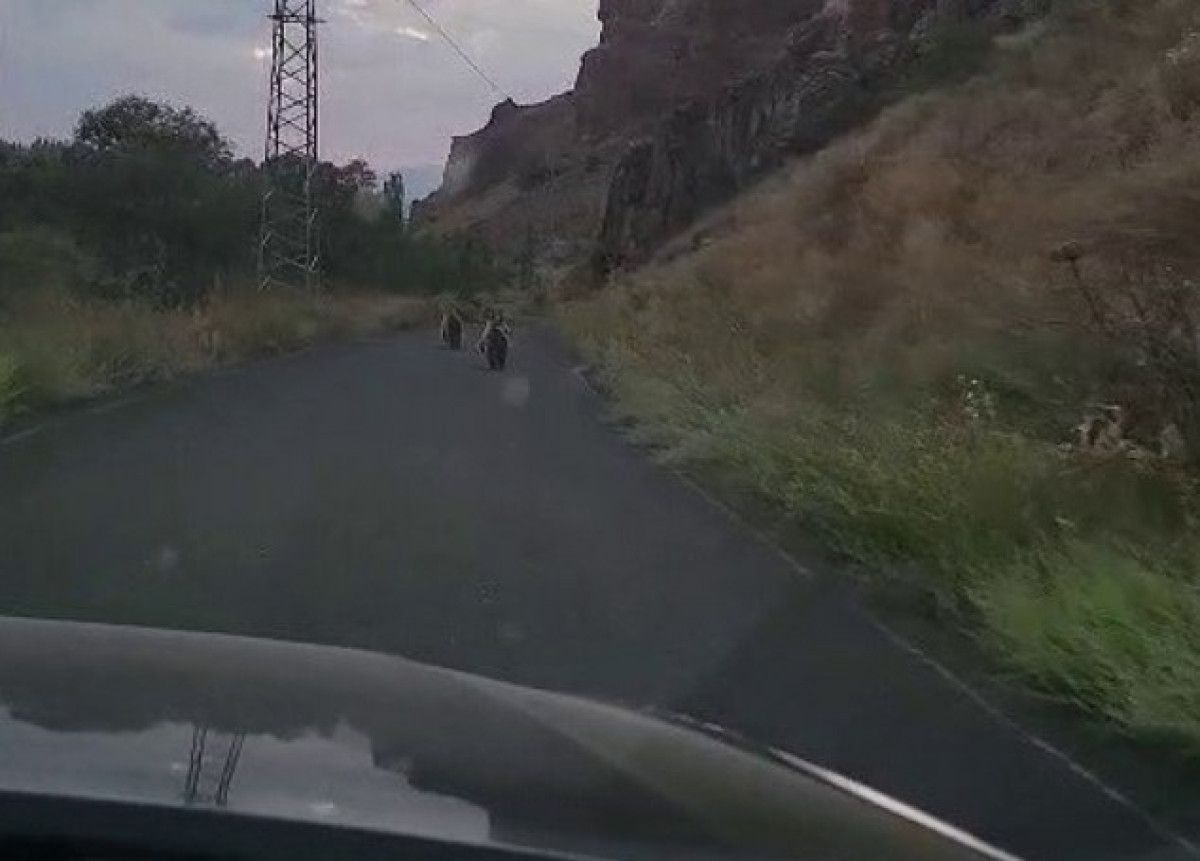 Erzurum'da yola inen ayılar, araçlardan kaçtı