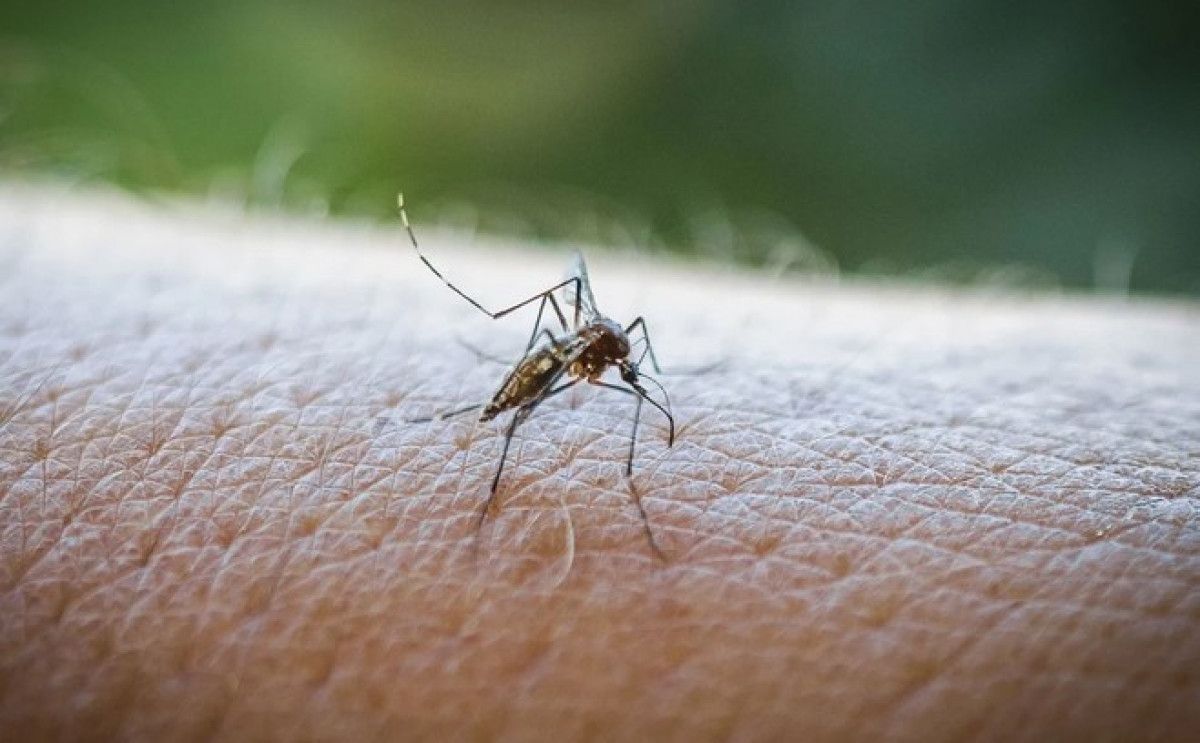 DSÖ'nün uyardığı Chikungunya virüsü tehlikeli değil