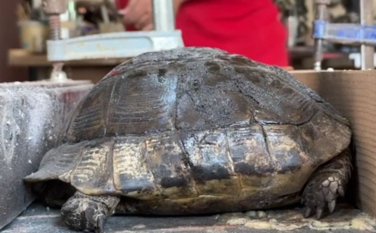 Fethiye’de kaplumbağanın kırık kabuğunu ahşap ustası onardı