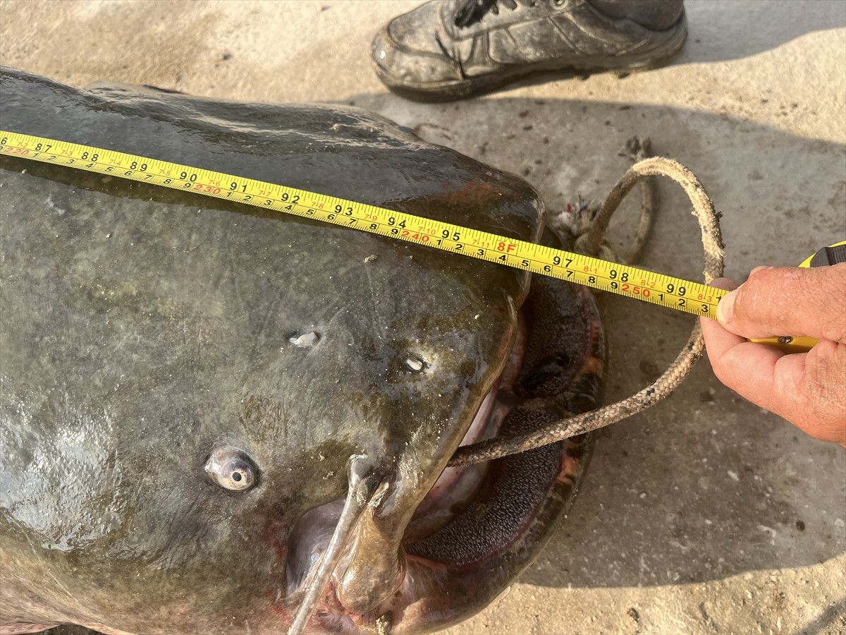Meriç Nehri’nde 100 kiloluk yayın balığı avı