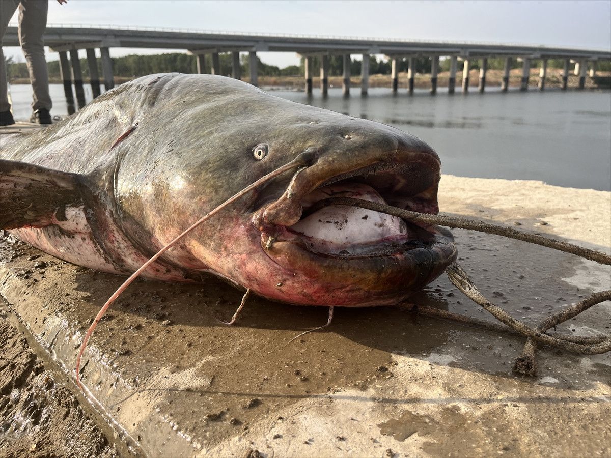 Meriç Nehri’nde 100 kiloluk yayın balığı avı