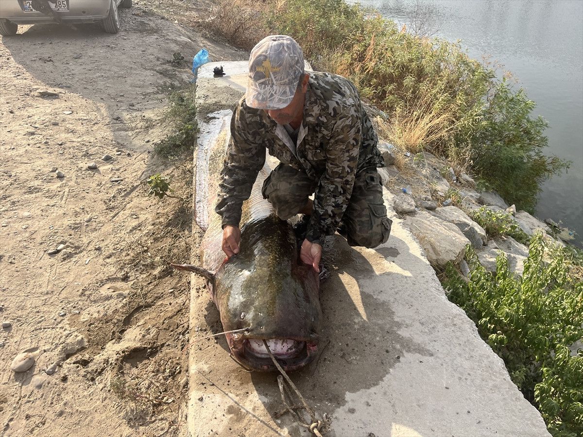 Meriç Nehri’nde 100 kiloluk yayın balığı avı