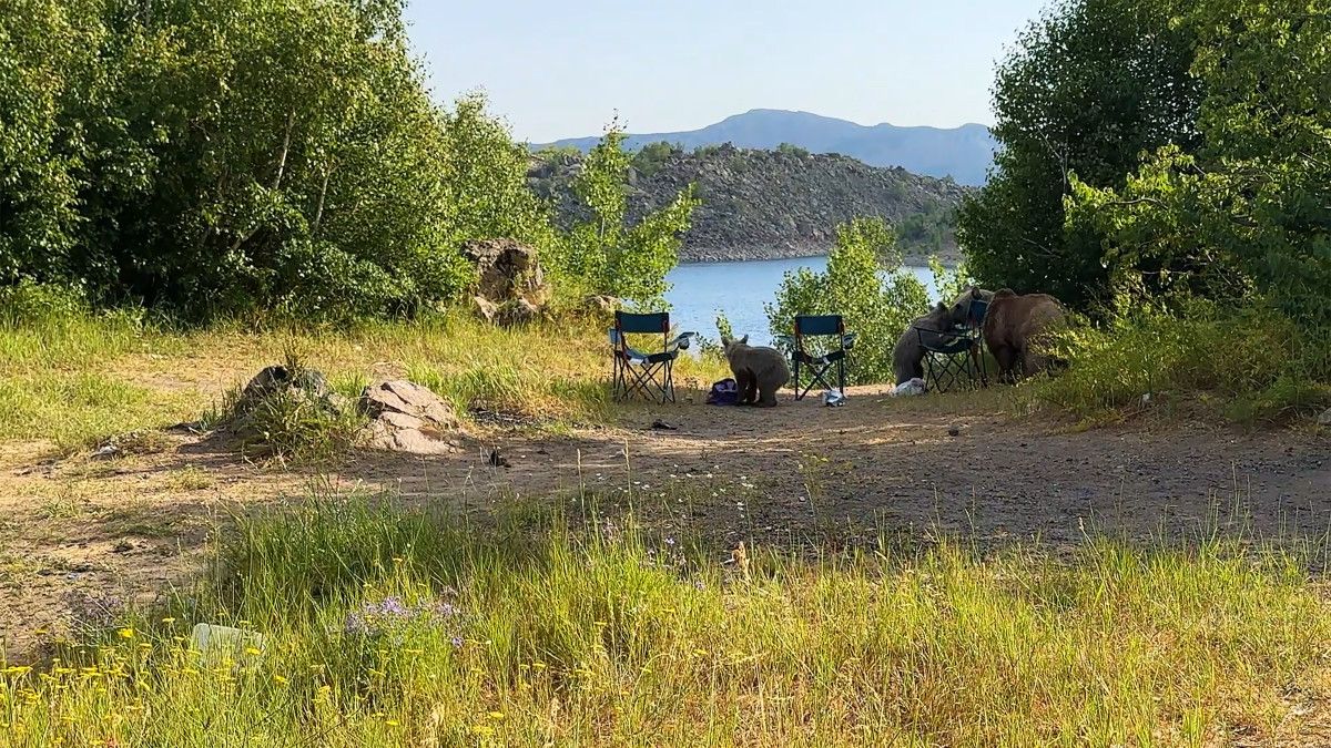 Nemrut Kalderası’nda ayılar hem yüzdü hem piknikçilere 'misafir' oldu