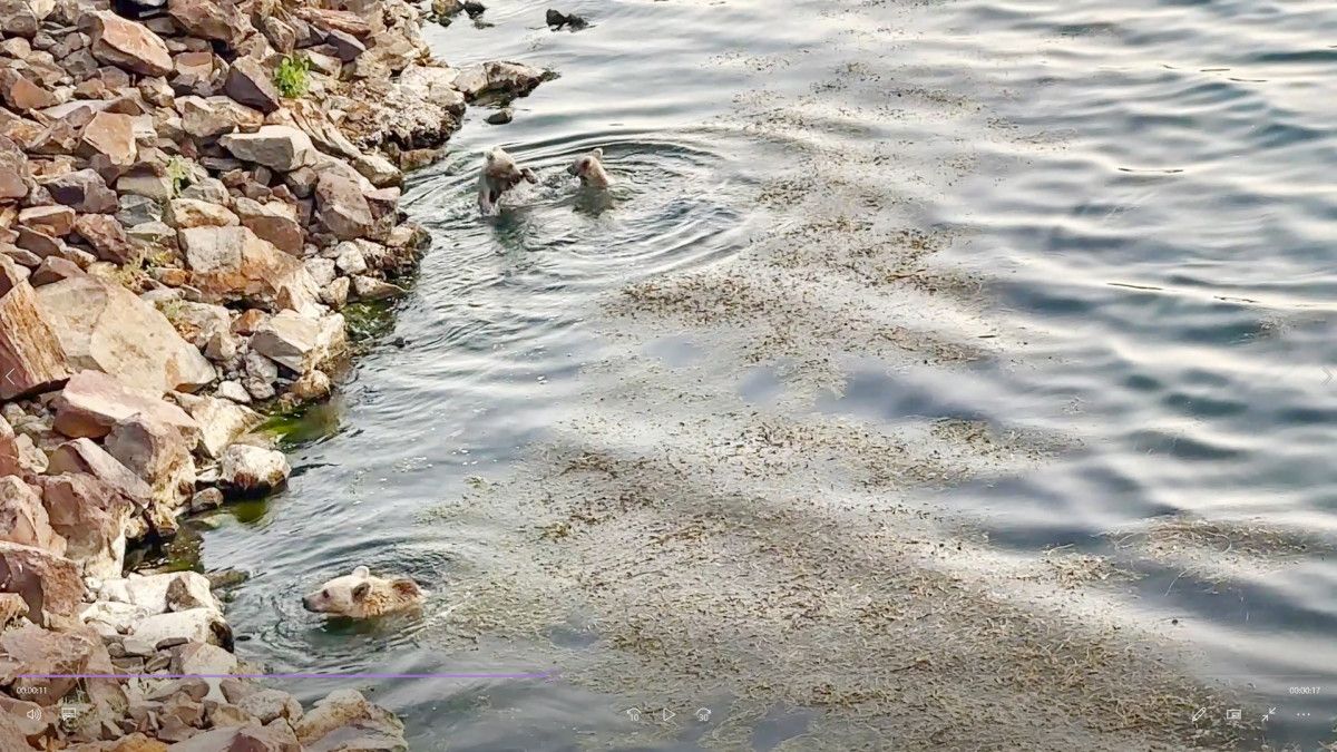 Nemrut Kalderası’nda ayılar hem yüzdü hem piknikçilere 'misafir' oldu