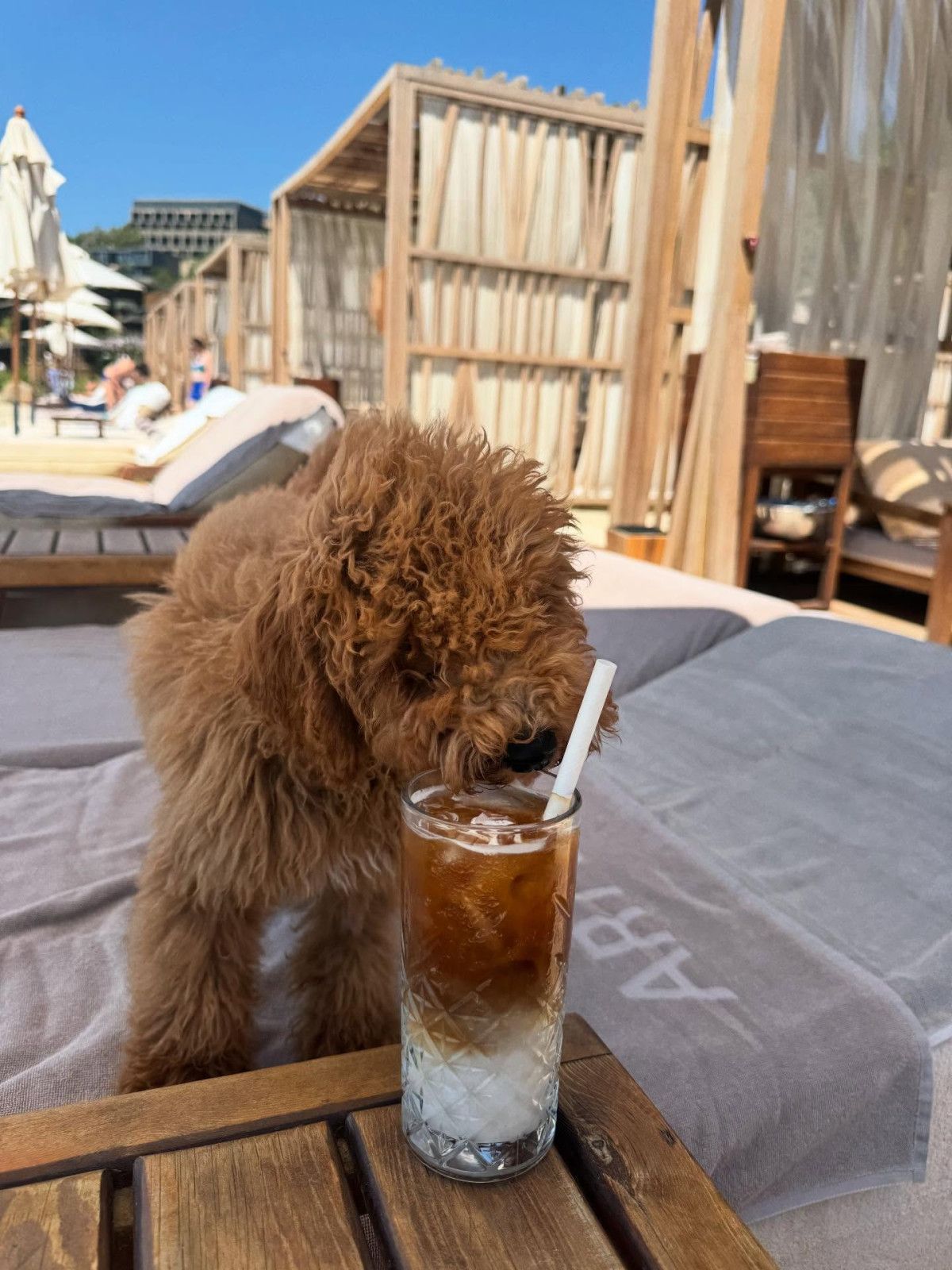Nesrin Cavadzade köpeğiyle tatilde! Bodrum pozlarını yayınladı