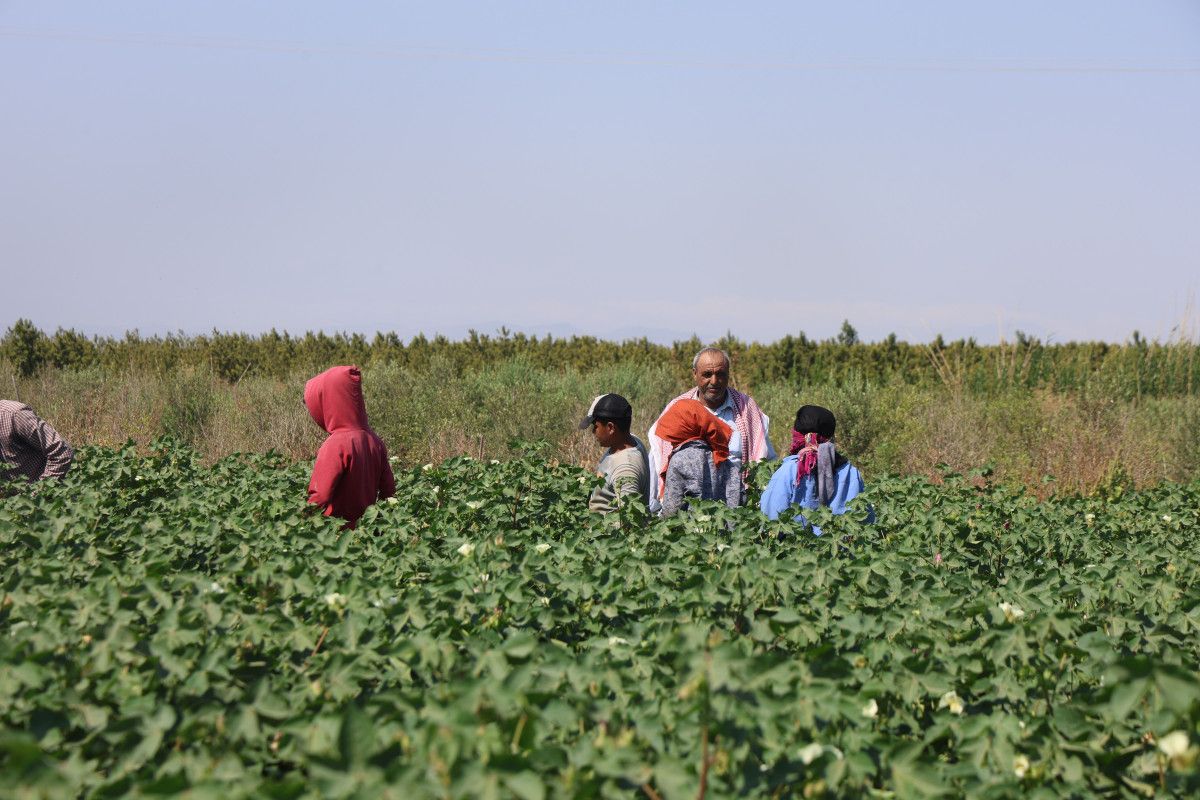 Hatay’da Ölümüne Sıcaklarda Pamuk Tarlasında 24 İşçi: Enkazdan Geçinen Emeğin 650 TL Yevmiyesi