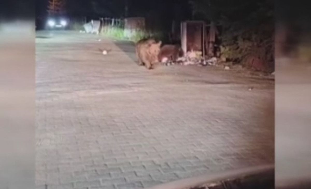 Uludağ'da Aç Kalan Ayı Ailesi Çöpleri Karıştırarak Hayatını Kuruyor