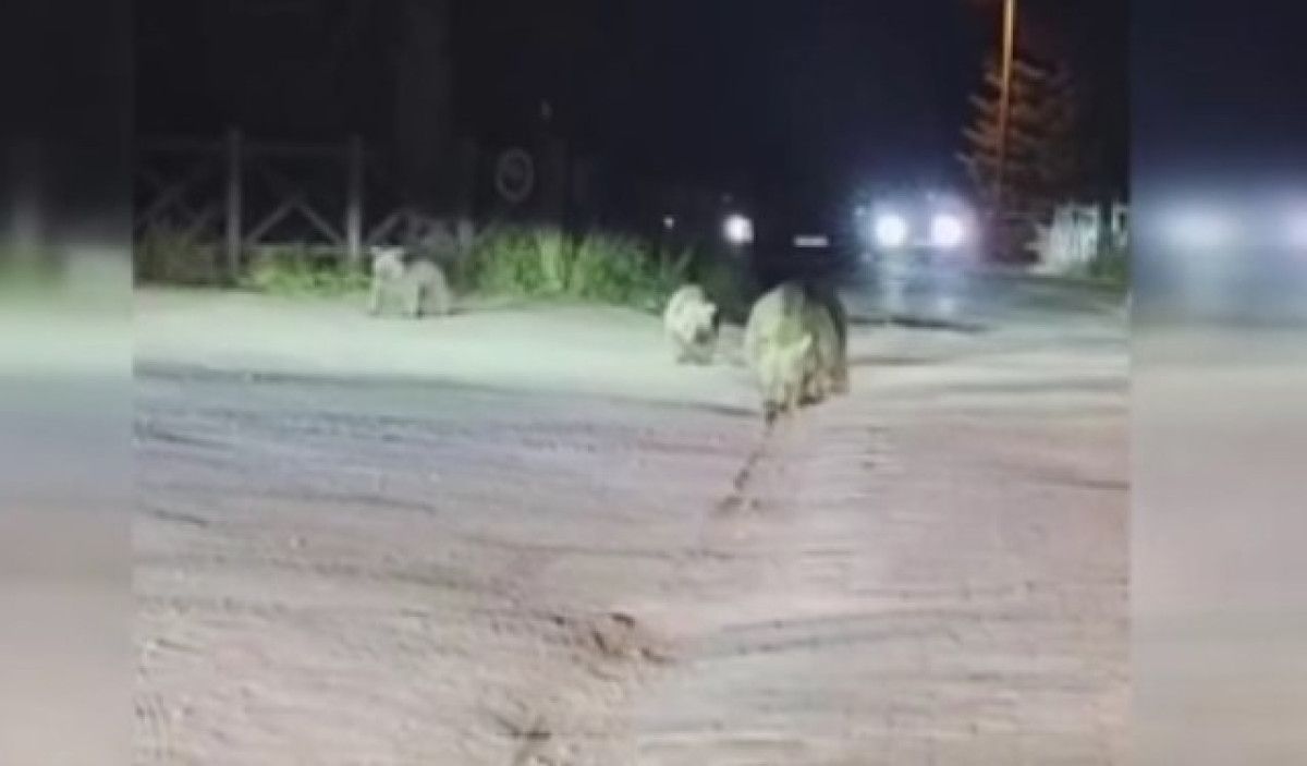 Uludağ'da Aç Kalan Ayı Ailesi Çöpleri Karıştırarak Hayatını Kuruyor
