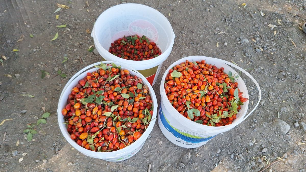 Erzincan’da Kuşburnu: Dikenli Dallardan Marmelata Uzanan Gelir ve Gelenek