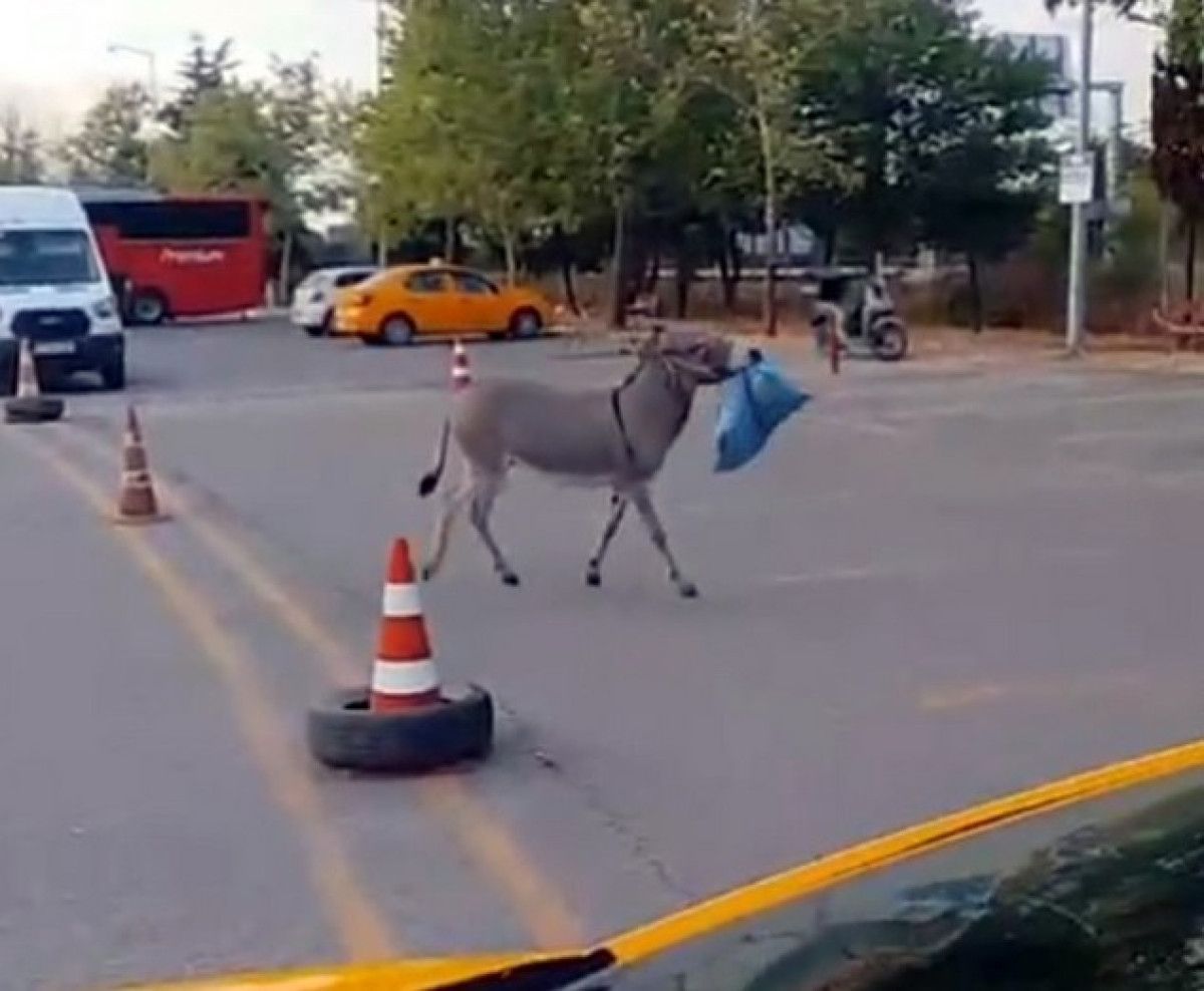 Kadife Eşeği: Edirne Otogarı'nda Taksici Dostluğu ve Sahibiyle Buluşması