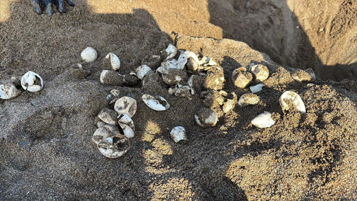 Yeşilöz Sahili’nde Caretta Caretta Yavruları Denizle Buluşuyor: Yolculuk ve Koruma Vurgusu
