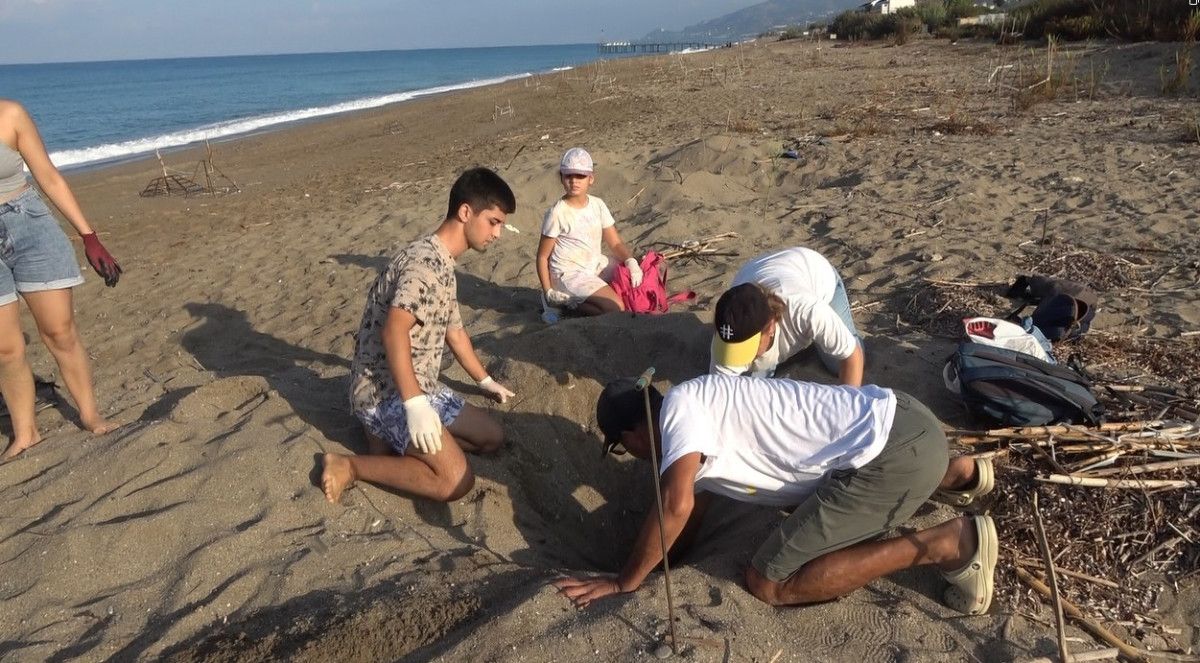 Yeşilöz Sahili’nde Caretta Caretta Yavruları Denizle Buluşuyor: Yolculuk ve Koruma Vurgusu