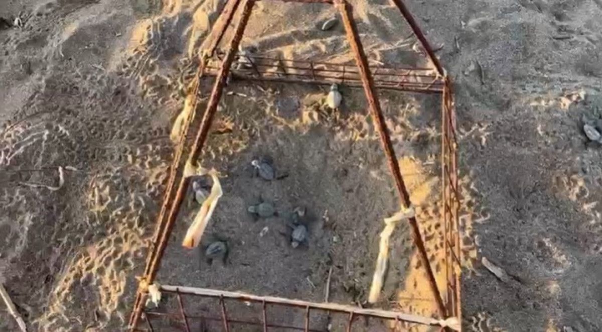Yeşilöz Sahili’nde Caretta Caretta Yavruları Denizle Buluşuyor: Yolculuk ve Koruma Vurgusu