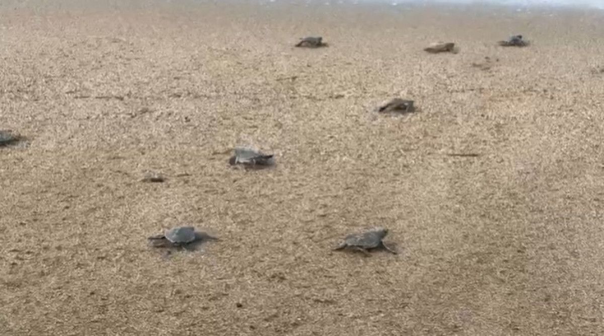 Yeşilöz Sahili’nde Caretta Caretta Yavruları Denizle Buluşuyor: Yolculuk ve Koruma Vurgusu
