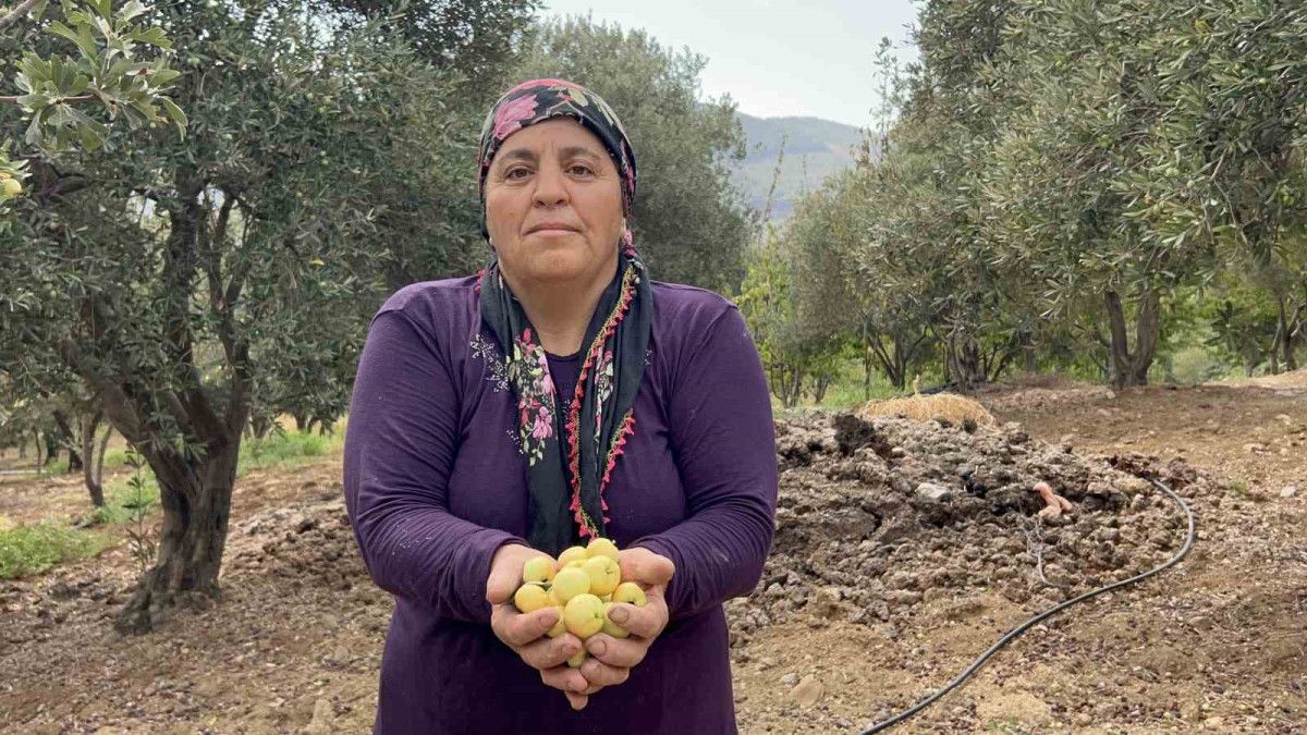 Alıç Hasadında Kuraklık Zorlukları ve Verim Düşüşü