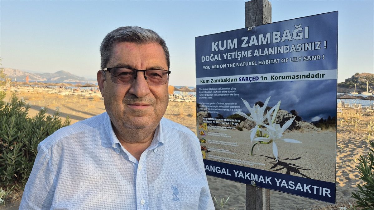 Sarıgerme'de Kum Zambaklarıyla Sahil Beyaza Büründü: Doğal Güzellik ve Uyarılar