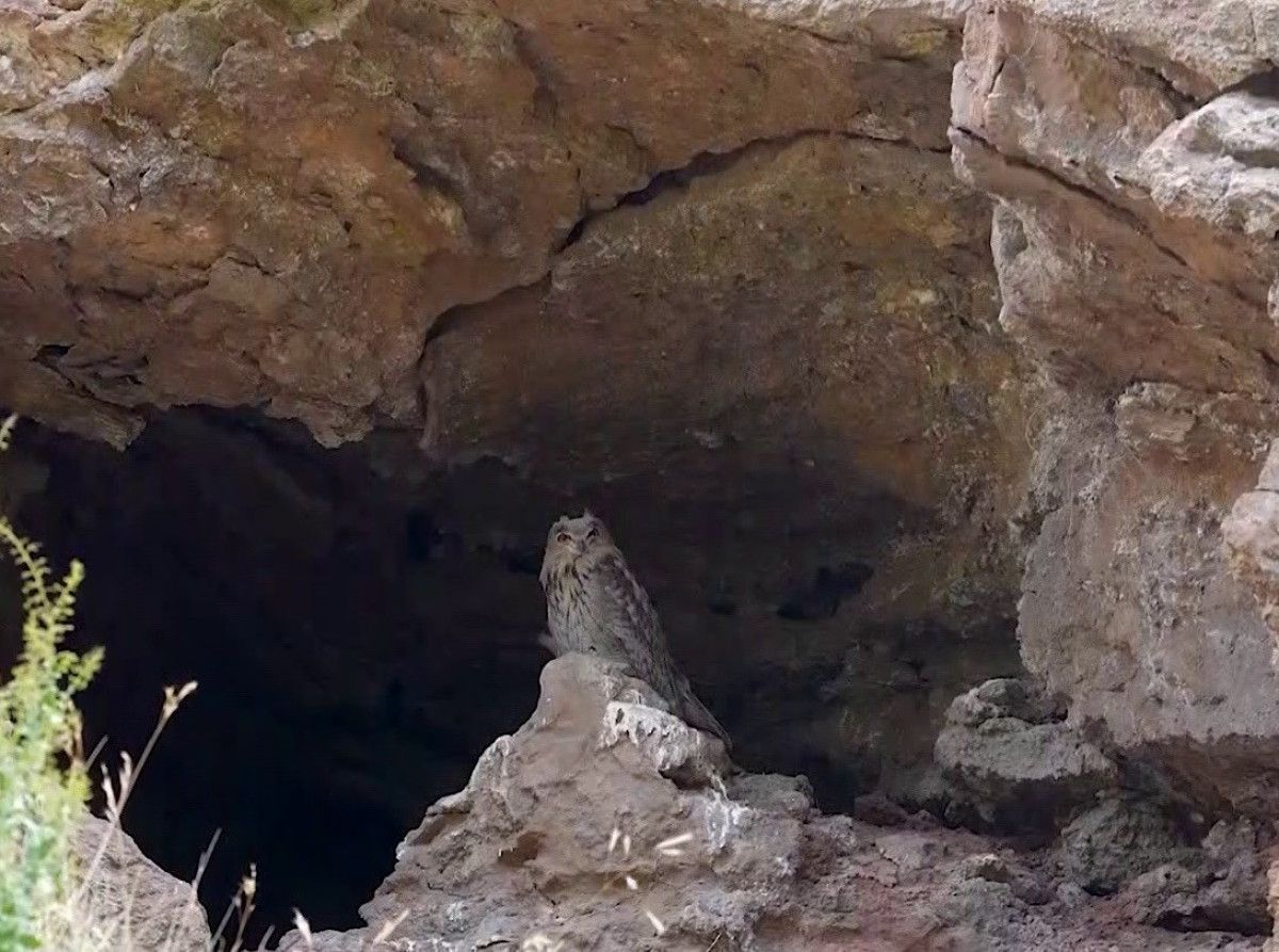 Türkiye’nin kuzeyindeki kayalık bölgelerde, yaban hayatını kayıt altına almak için çalışan Mustafa Aslan bu kez daha geniş bir kaleleşmenin içindeydi. Yaban hayatı fotoğrafçısı, yaklaşık 2 metre kanat açıklığına sahip olan Puhu’yu görüntülemeyi başardı ve izleyenleri büyüledi. Dudak uçuklatan bir başarıyla, bölgenin en büyük baykuşunu yakından gözler önüne serdi.