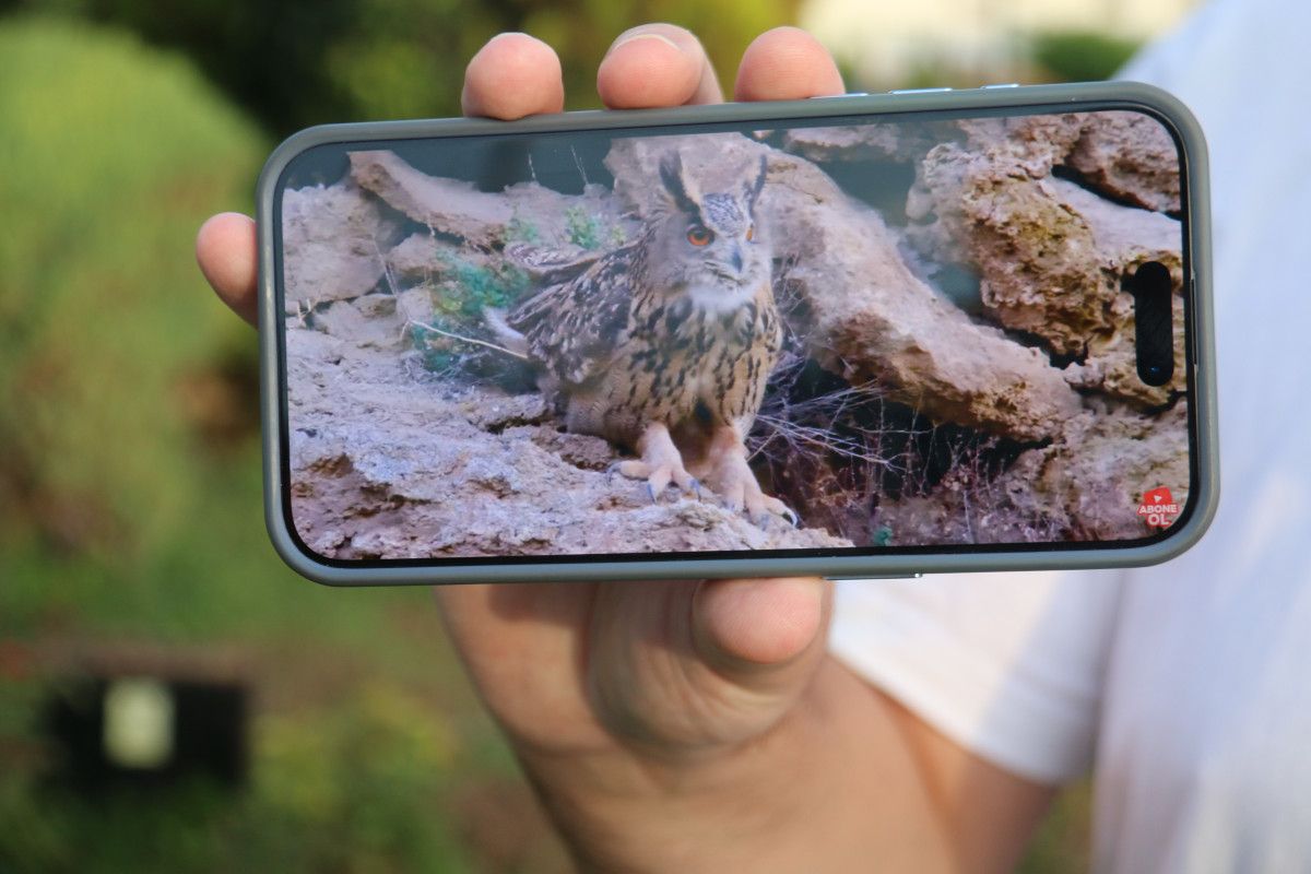 Türkiye’nin kuzeyindeki kayalık bölgelerde, yaban hayatını kayıt altına almak için çalışan Mustafa Aslan bu kez daha geniş bir kaleleşmenin içindeydi. Yaban hayatı fotoğrafçısı, yaklaşık 2 metre kanat açıklığına sahip olan Puhu’yu görüntülemeyi başardı ve izleyenleri büyüledi. Dudak uçuklatan bir başarıyla, bölgenin en büyük baykuşunu yakından gözler önüne serdi.