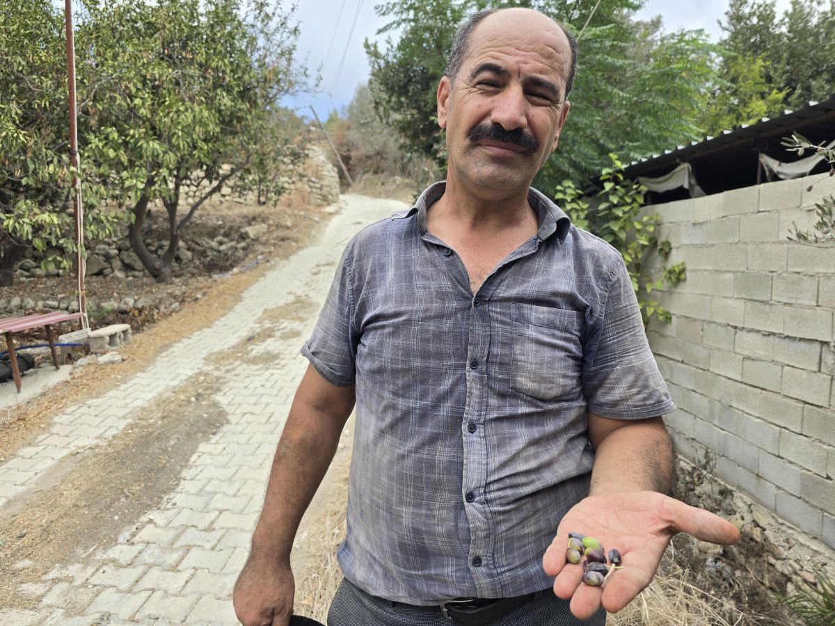 Kuraklık Şiddetini Artırıyor: Halhalı Zeytini Üretimi Krizle Karşı Karşıya
