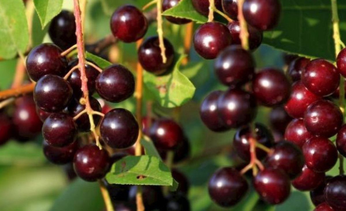 Karayemiş: Doğal Besin Değerleri ve Dikkat Edilmesi Gerekenler
