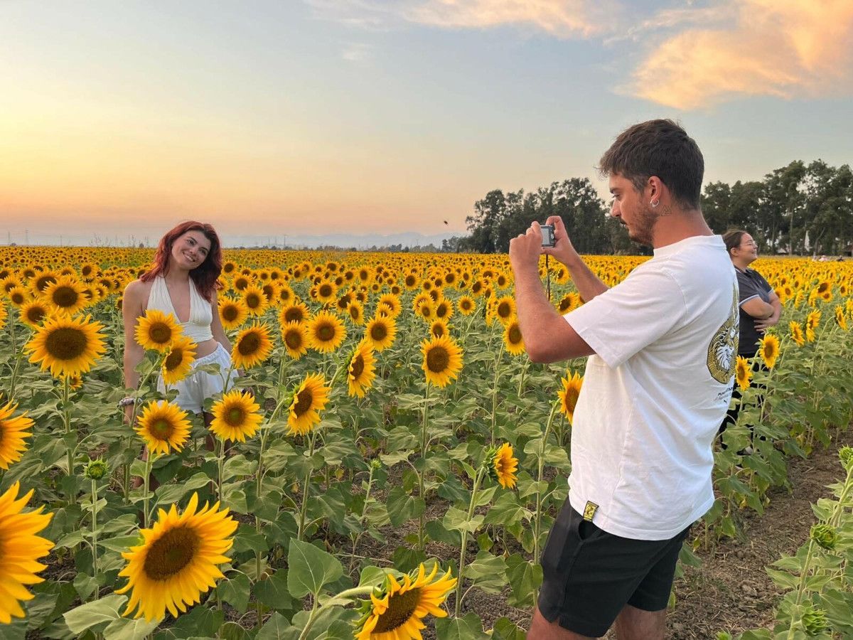 Efeler’in Ayçiçeği Tarlalarında Gün Batımı Keyfi