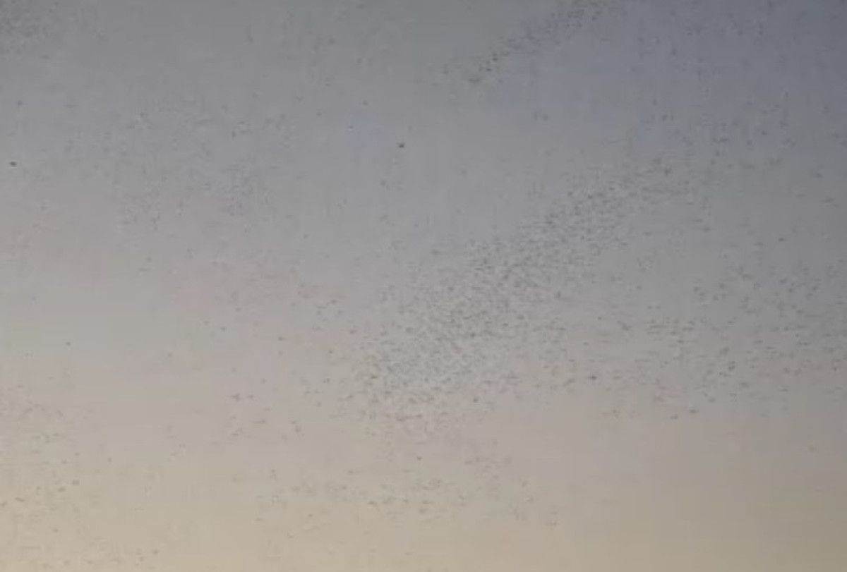 Bitlis’te Onlarca Bin Kuşun Gökyüzünde Büyüleyici Dansı