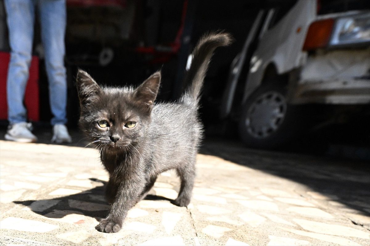 Oto Tamir Atölyesinde Kedili Neşe: Çırak İşi Neşeyle Dolduruyor