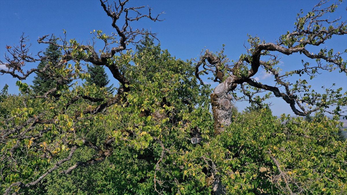 Kastamonu Anıt Ağaçları: Tunuslar ve Müsellimler Köylerinde Yaşlı Türk Fındığı Ağaçları