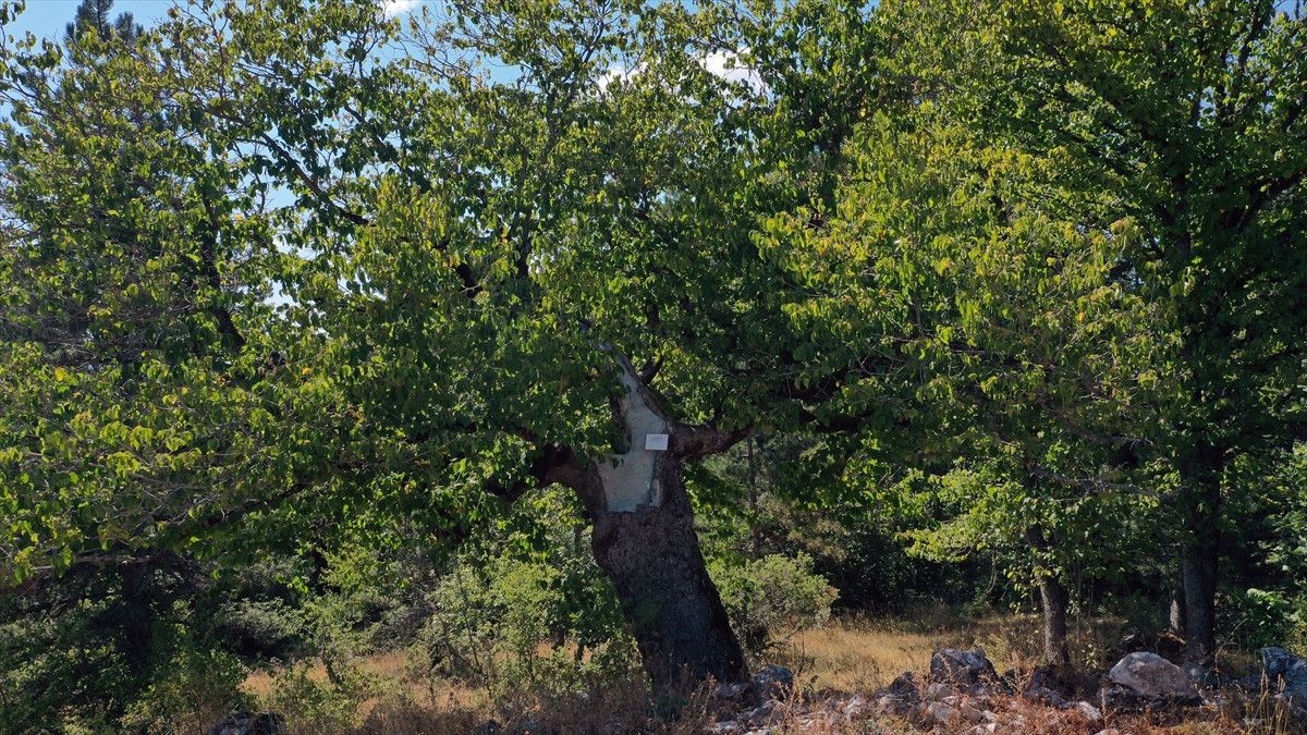 Kastamonu Anıt Ağaçları: Tunuslar ve Müsellimler Köylerinde Yaşlı Türk Fındığı Ağaçları