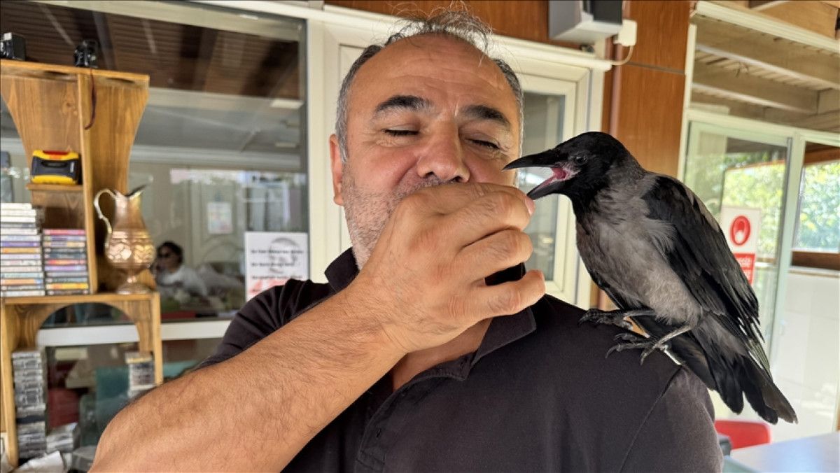 Çınarcık’ta Pansiyonun Maskotu: Siyah Adlı Kargayla Kurulan Sıcacık Bağ