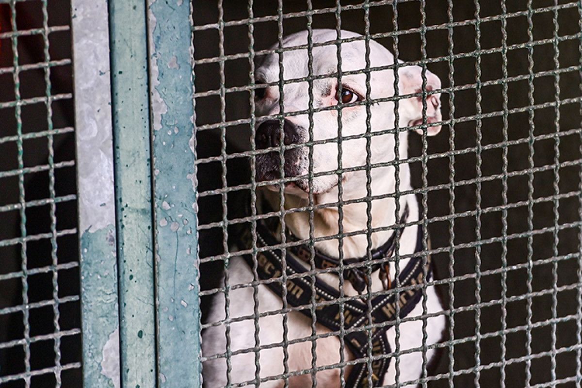 Köpek