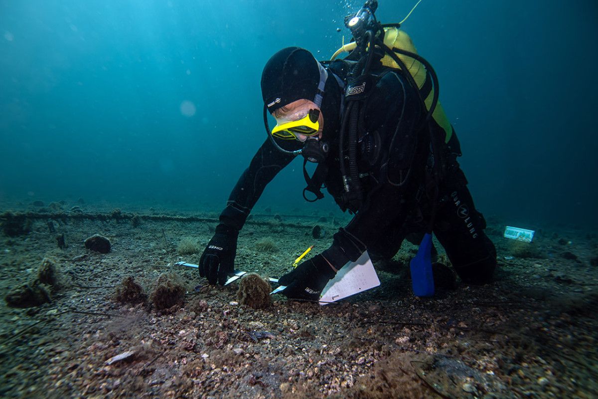 Marmara’da Yaşayan Pina: Doğal Arıtma Sistemimizin Umudu