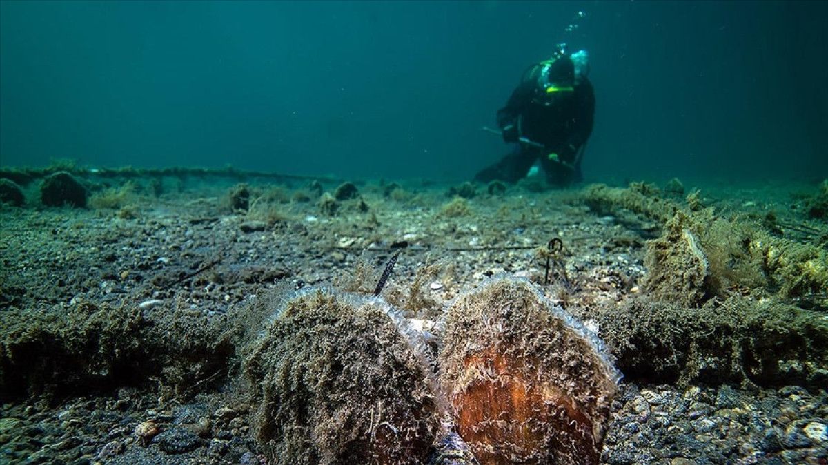 Marmara’da Yaşayan Pina: Doğal Arıtma Sistemimizin Umudu