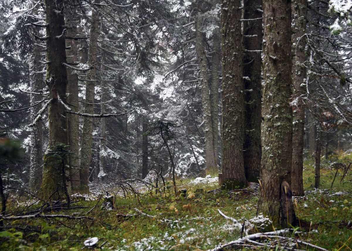 Ilgaz Dağı’nda Kar Sevinci: İlk Kar İzlenimleri ve Ziyaretçi Duyguları