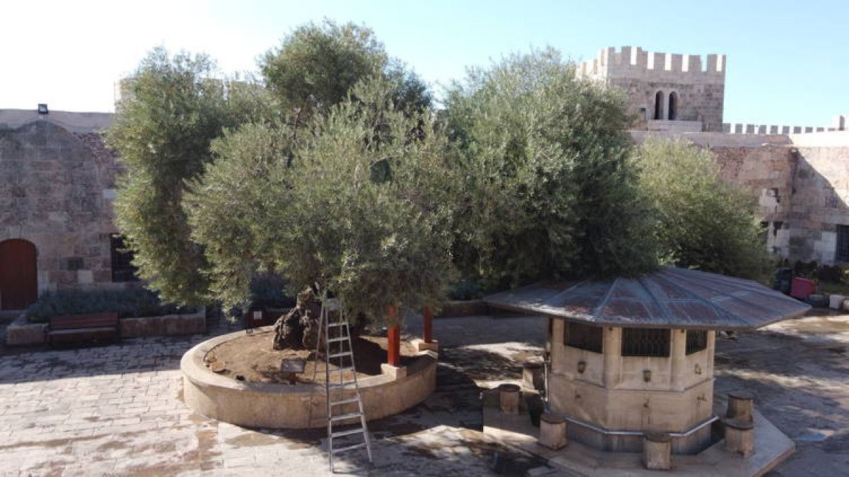 Payas 2. Selim Camisi’nde 1358 Yaşında, 8 Metrelik Zeytin Ağacı ve Yıllık Üretimi
