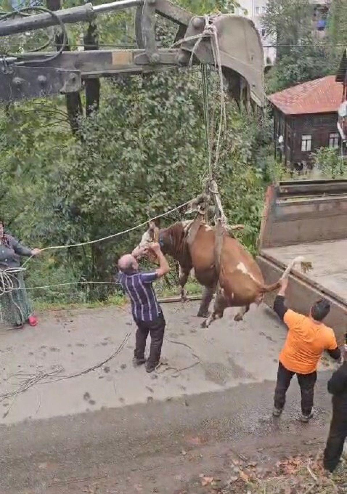 Yoldan Yuvarlanan İnek İçin Köylüler ve Arama Kurtarma Ekibi Hızla Müdahale Etti
