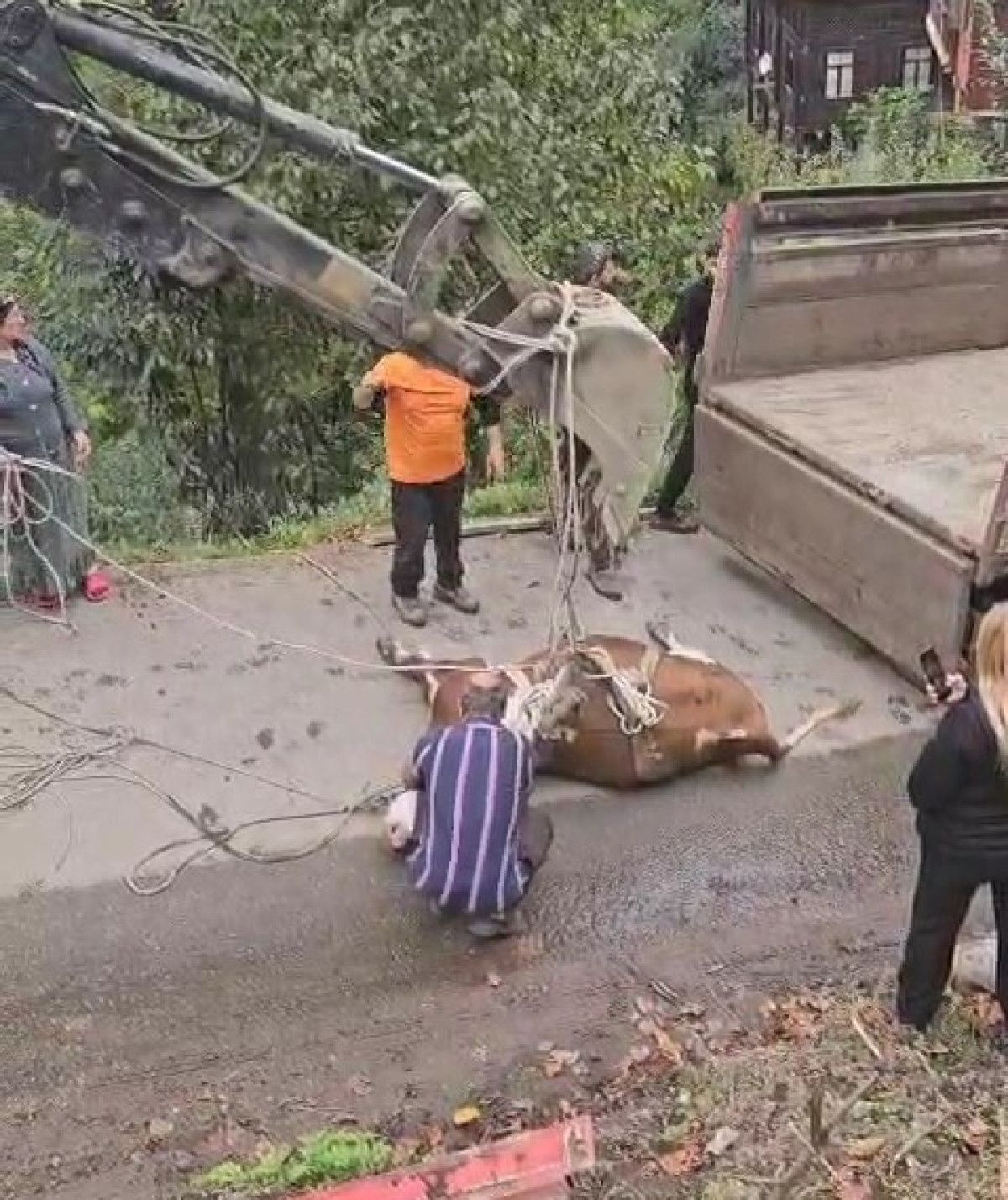 Yoldan Yuvarlanan İnek İçin Köylüler ve Arama Kurtarma Ekibi Hızla Müdahale Etti