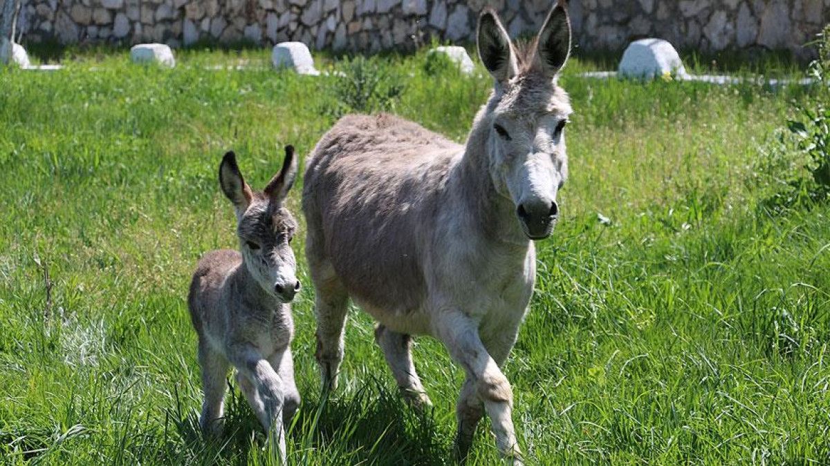 Eşek Gibi Yapacaksın: Kuyudan Kurtulan Sıradışı Öğreti