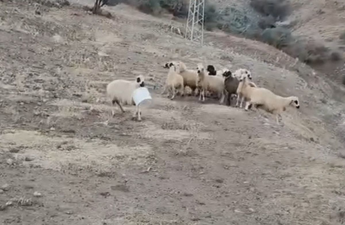 Koyunlar Plastik Kovayla Şaşırtan Kaçış