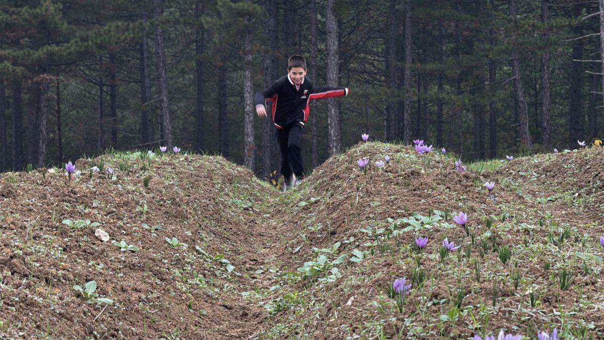 Safran Hasadında Yağış Zorluğu ve Gelecek Yıllara Yönelik Tahminler