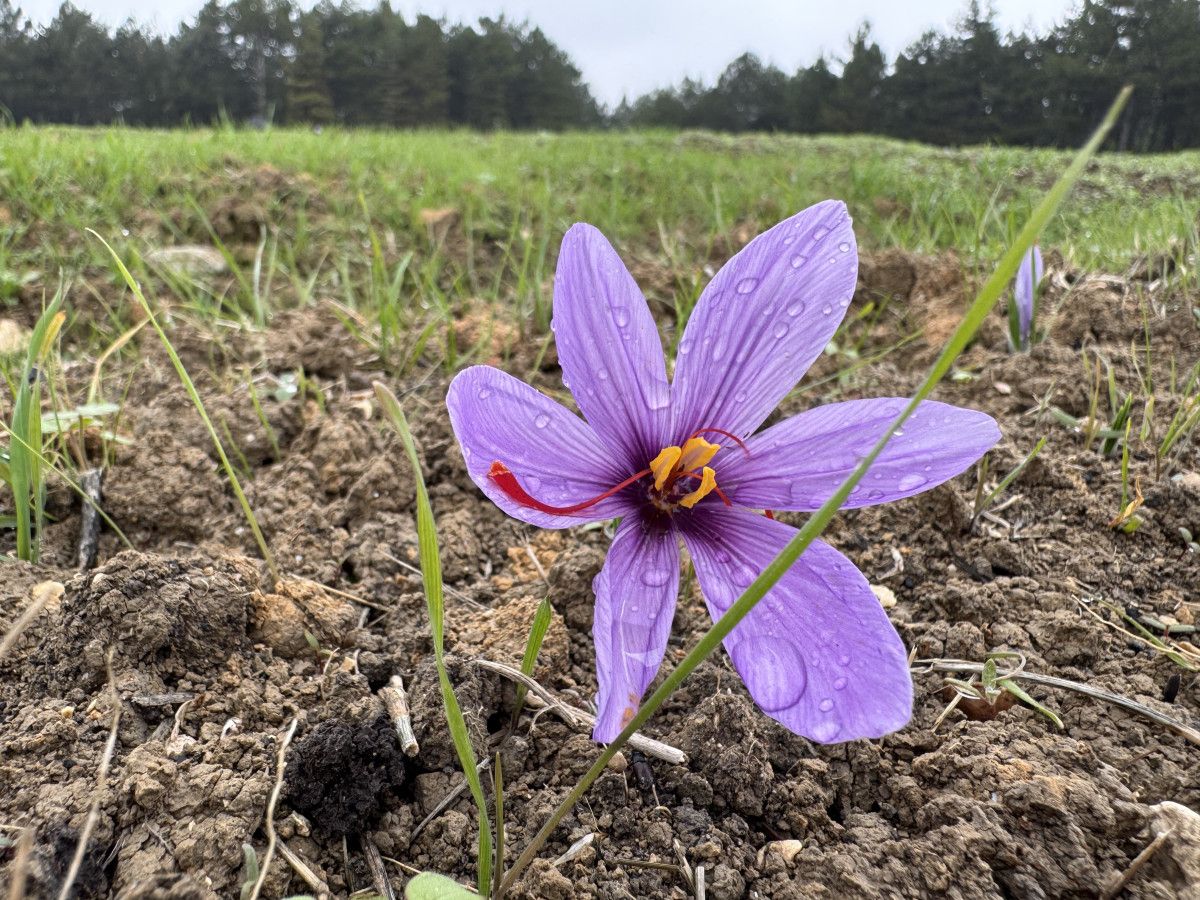 Safran Hasadında Yağış Zorluğu ve Gelecek Yıllara Yönelik Tahminler