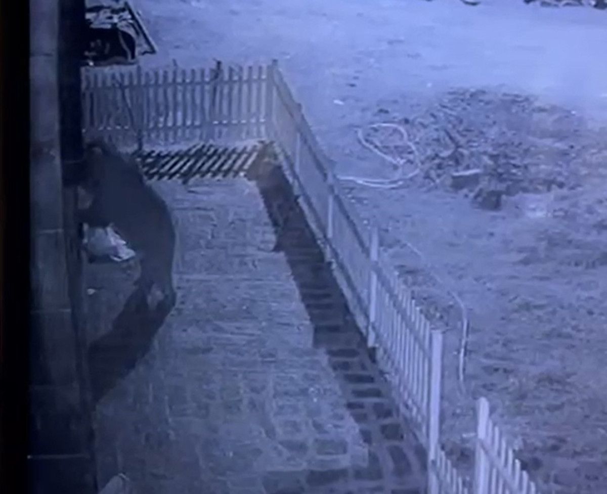 Ayı Kapıyı Zorlayan Şüpheli Yerine Güvenlik Kamerasında Sürprizliği Görüntüleyen Ev Sahibi