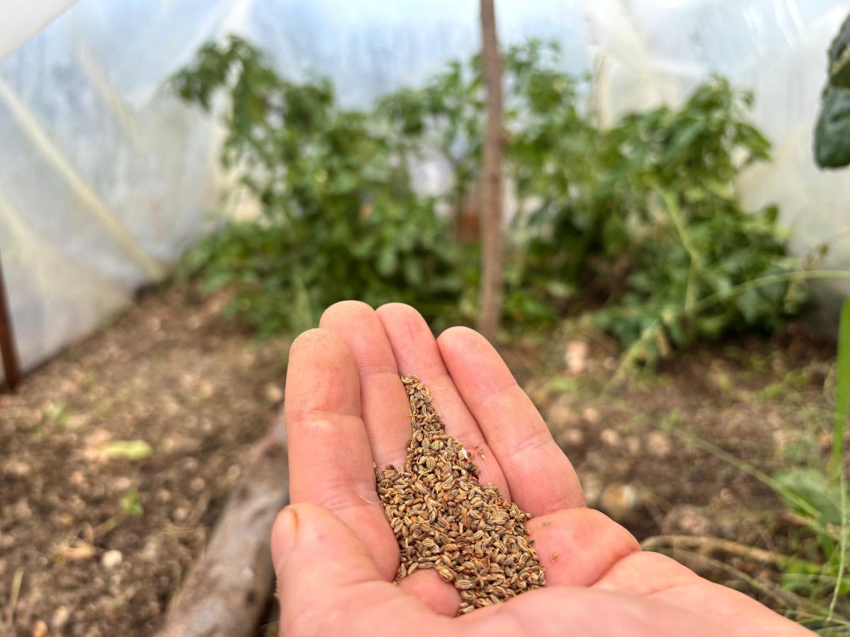Ata Tohumuyla Doğa Dostu Üretim: Fatih Çolak’ın Hikayesi ve Yayılımı
