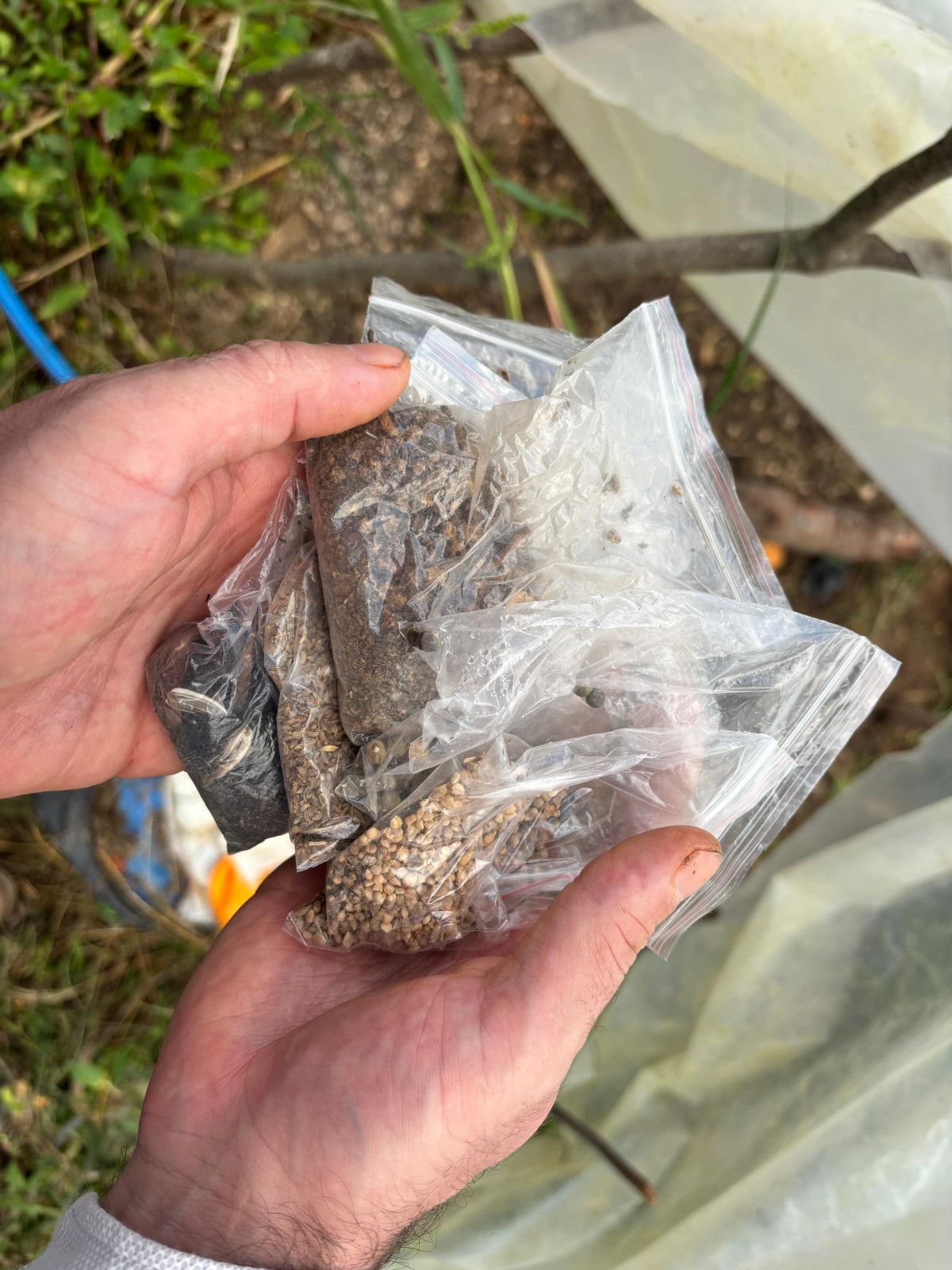 Ata Tohumuyla Doğa Dostu Üretim: Fatih Çolak’ın Hikayesi ve Yayılımı